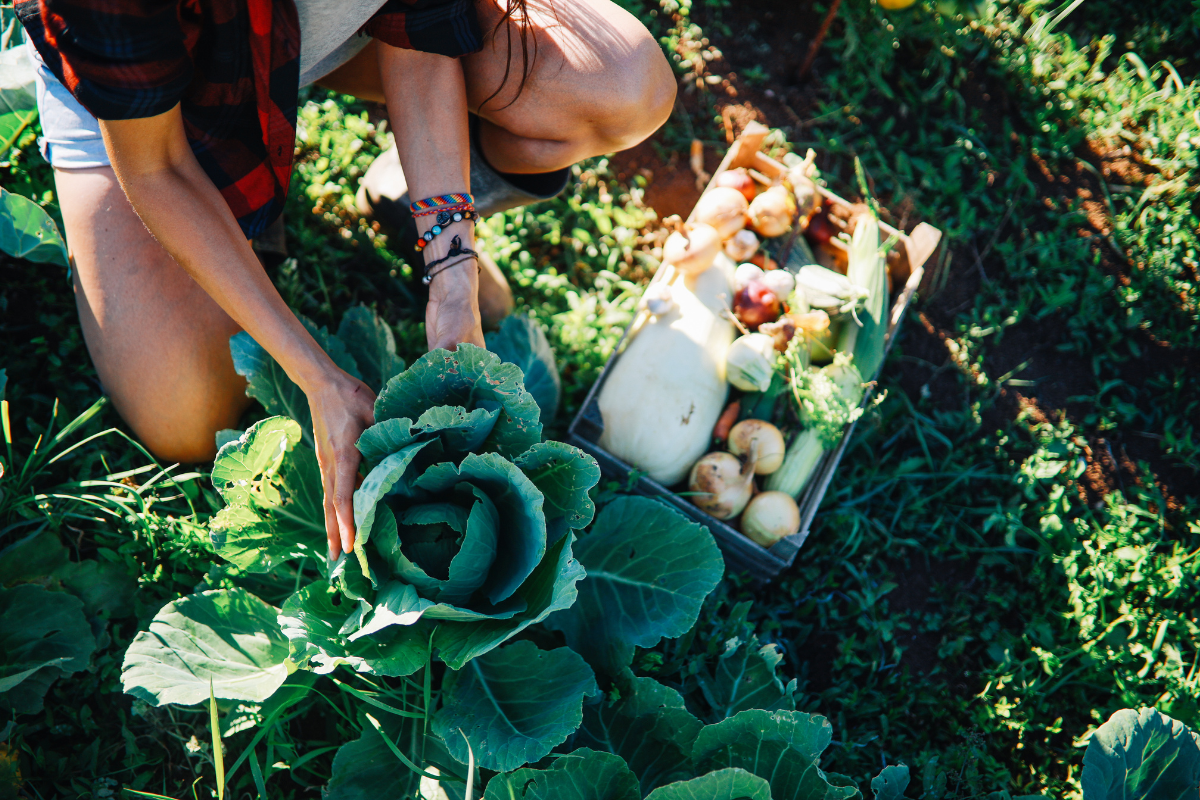 Osoba zbiera ekologiczną kapustę z pola BIO